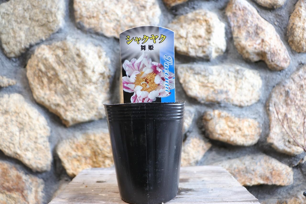 Amazon.co.jp: 絞り咲き シャクヤク 舞姫 4号ポット苗 1株販売 芍薬